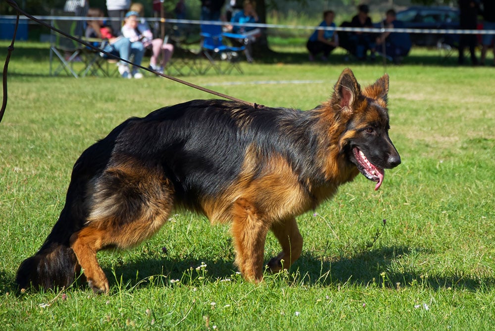 German Shepherd on a leash stands on grass during a sunny day. People are seated in the background, some watching the dog. The dog has a thick, shiny coat and is panting with its tongue out.