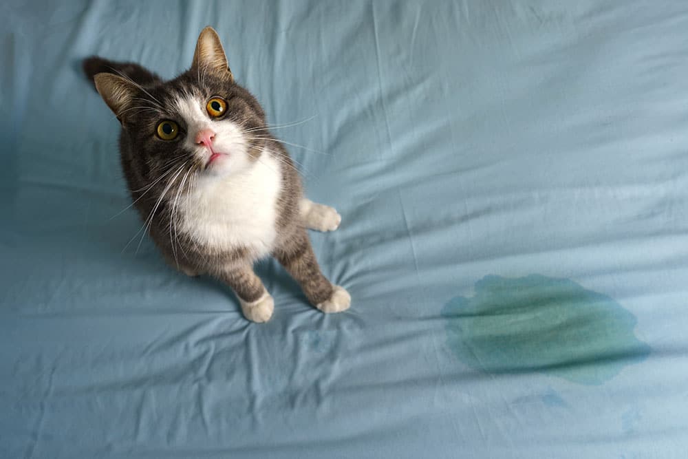 A gray and white cat with wide eyes sits on a blue bed sheet. Nearby, there's a visible wet spot on the sheet.