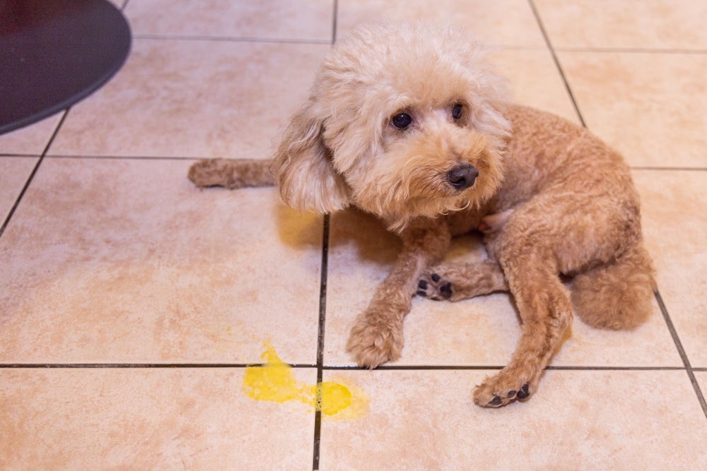 A small, fluffy dog with curly fur sits on a tiled floor, next to a yellow liquid spill. The dog's fur is light brown, and it looks up with a slightly guilty expression.