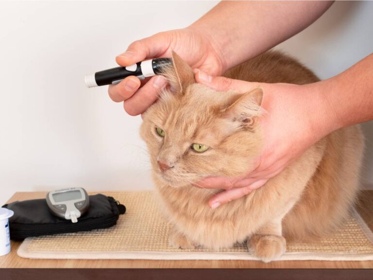 Understanding Diabetic Emergencies in Pets