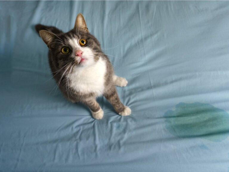 Urgent Cat Care: Managing Male Feline Urinary Emergencies