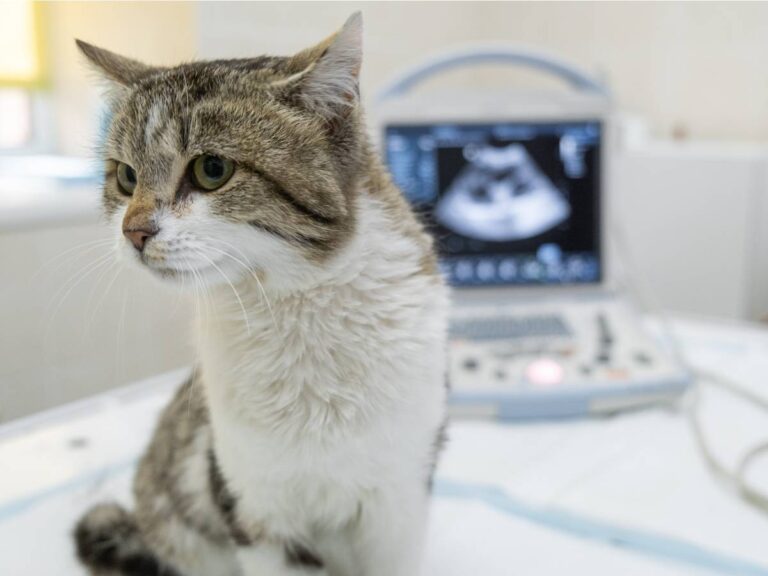 Advanced CT Scans: Elevating Pet Care at Groves Veterinary Clinic