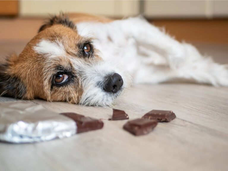 Hidden Dangers: Common Pet Poisons to Avoid