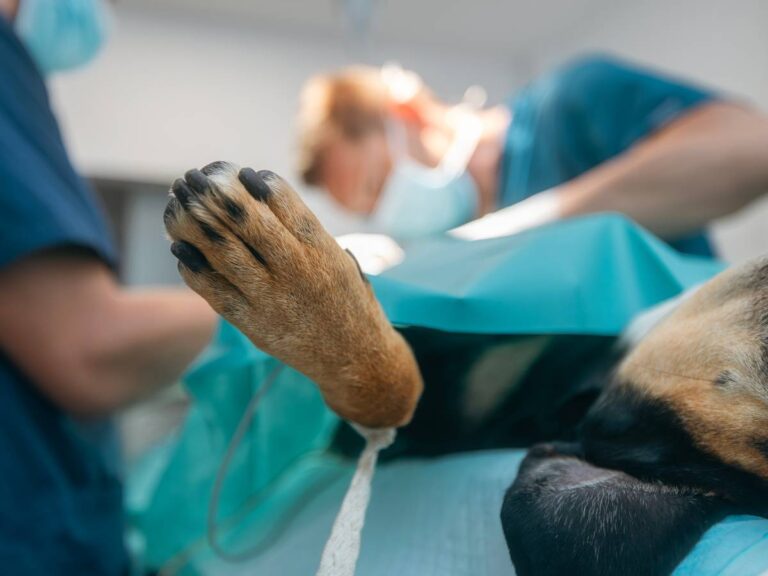Expert Urologic Surgery for Pets: What You Need to Know