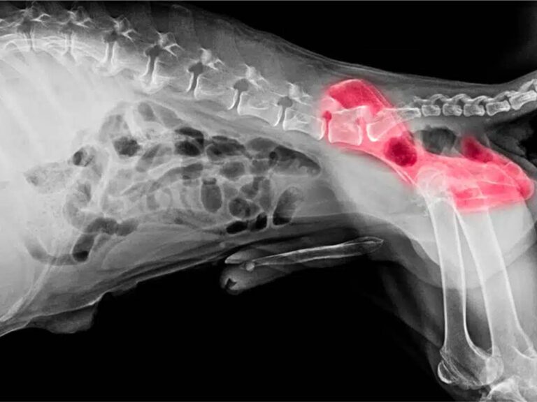 Juvenile Pubic Symphysiodesis (JPS): A Proactive Approach to Canine Hip Dysplasia