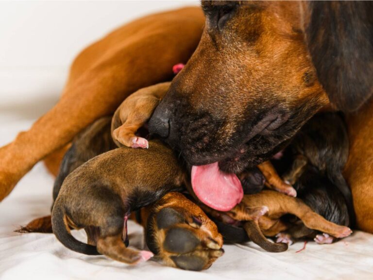 Safe & Successful C-Sections for Pets