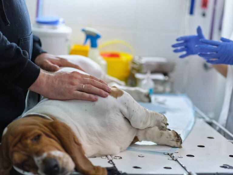 Understanding Pyometra: Protecting Your Pet from a Silent Threat